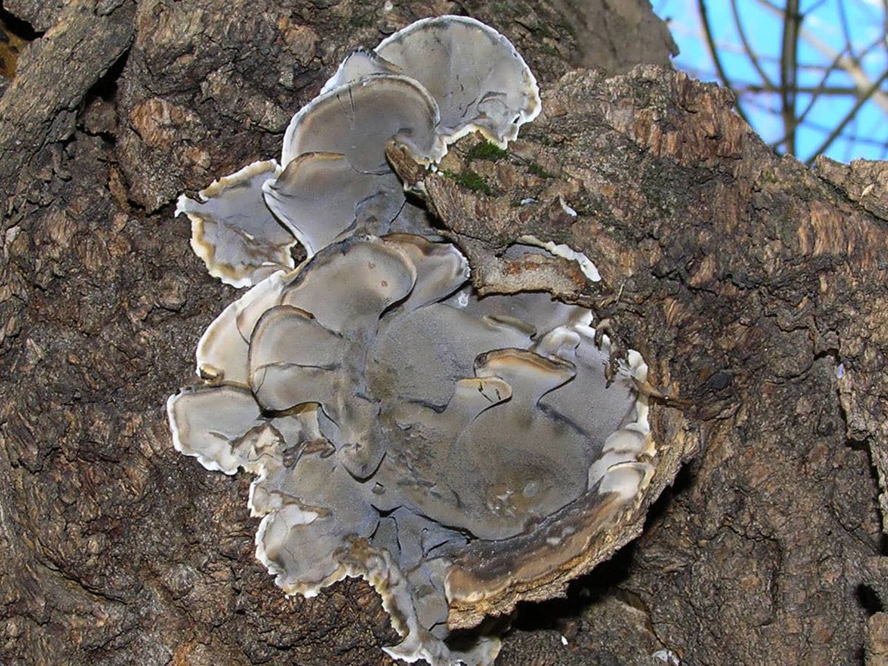 Bjerkandera adusta