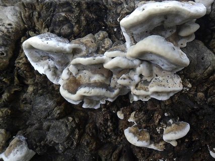 Bjerkandera adusta