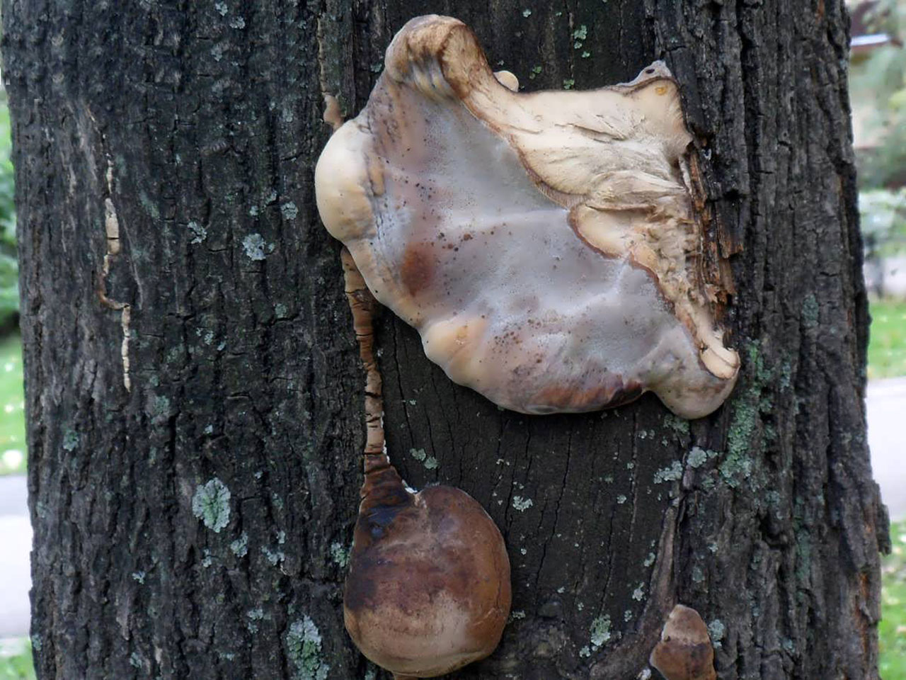 Bjerkandera fumosa