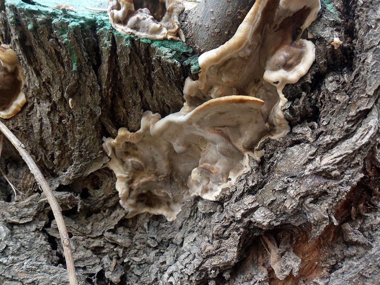 Bjerkandera fumosa