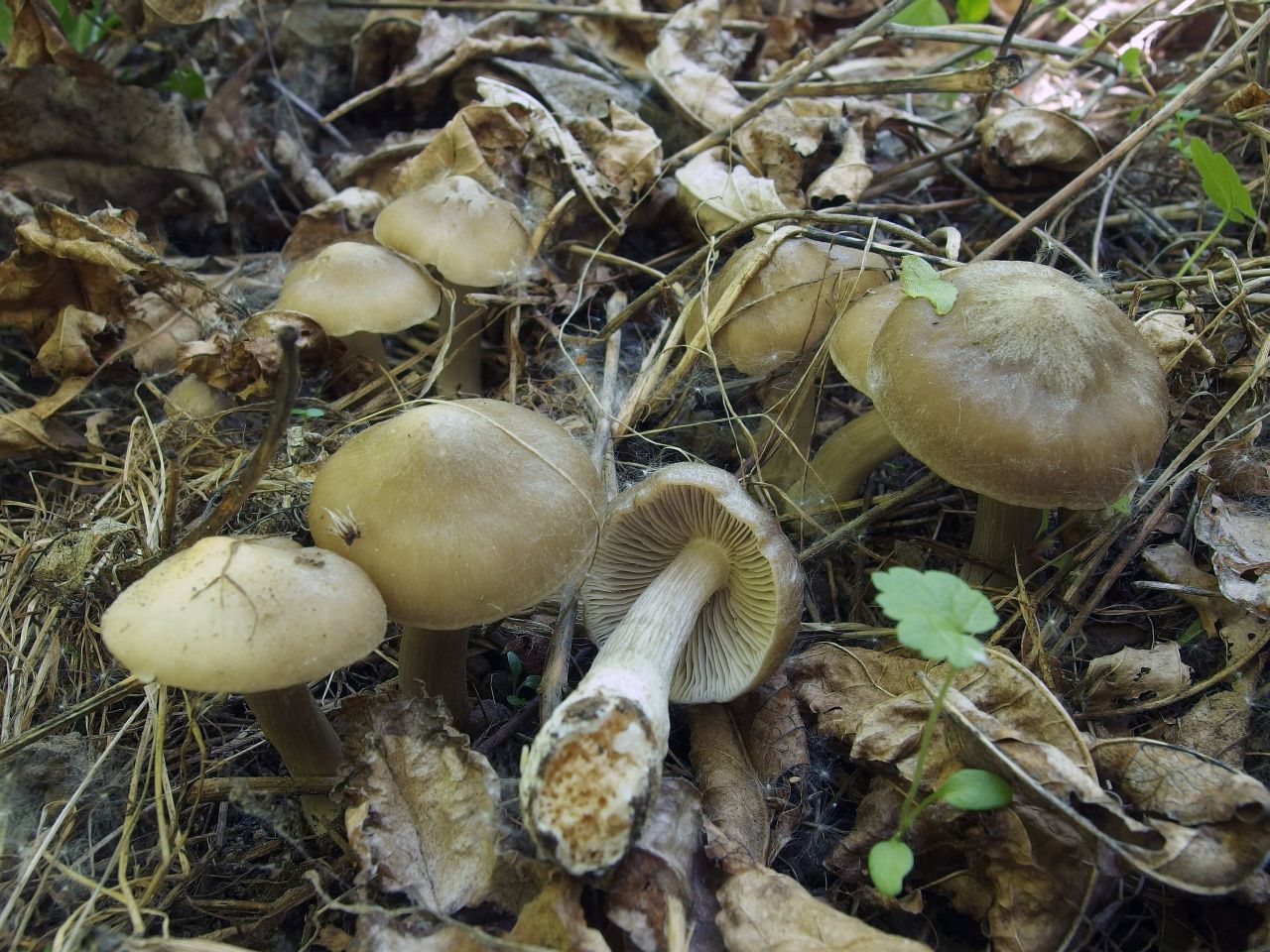 Entoloma clypeatum