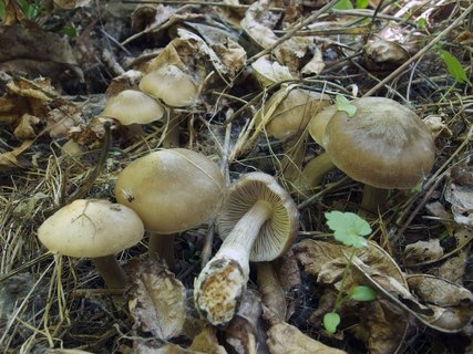Entoloma clypeatum