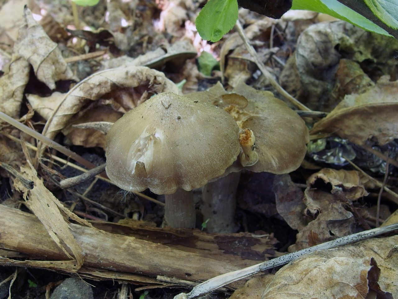 Entoloma clypeatum