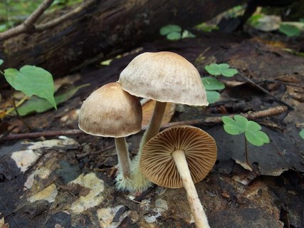 Gymnopus peronatus