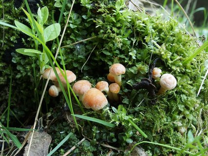 Hypholoma fasciculare