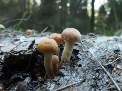 Hypholoma fasciculare