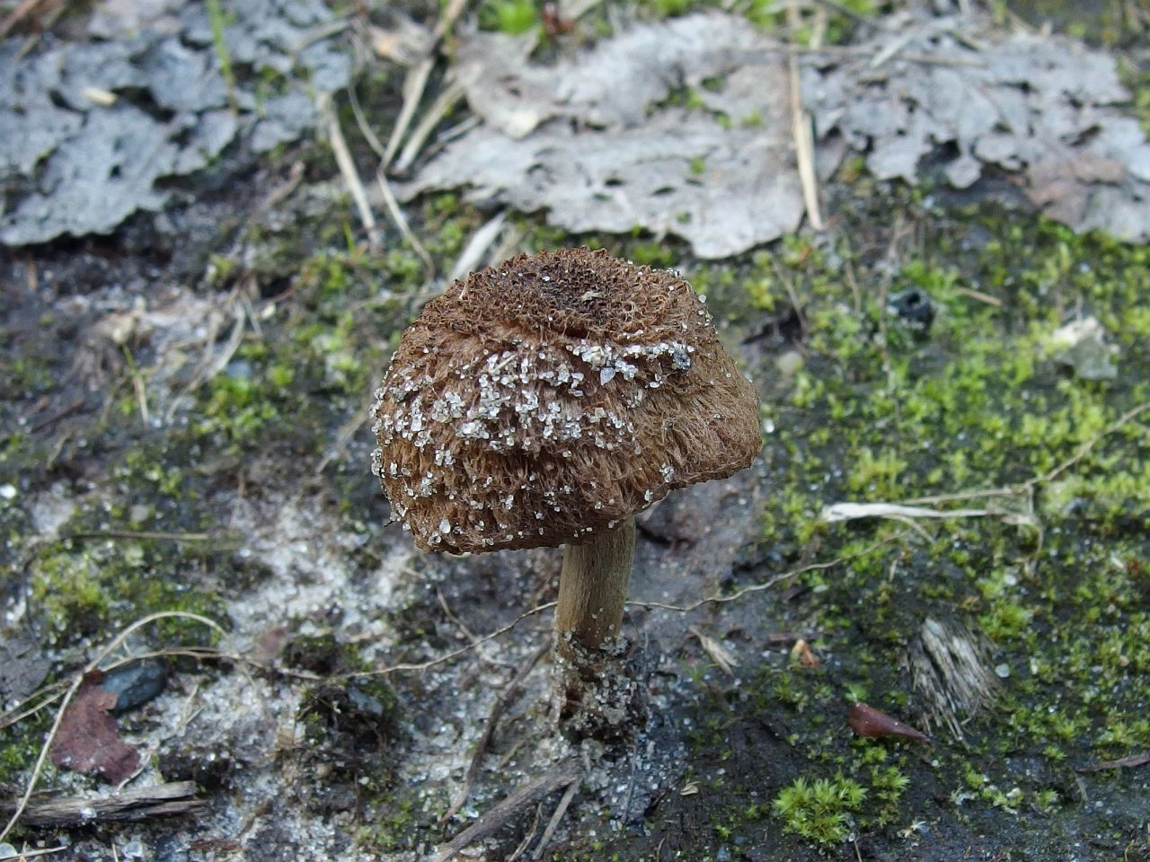 Inocybe lacera