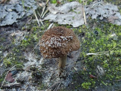 Inocybe lacera