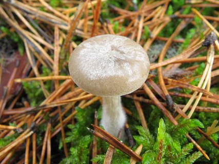 Clitocybe vibecina
