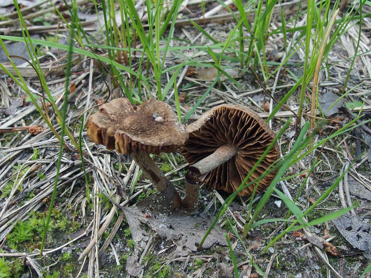 Inocybe lacera