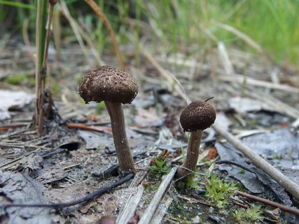 Inocybe lacera