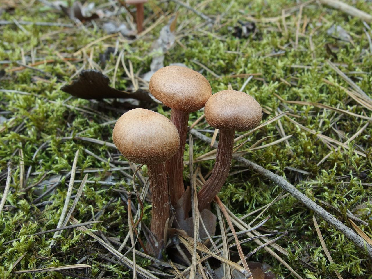 Laccaria bicolor
