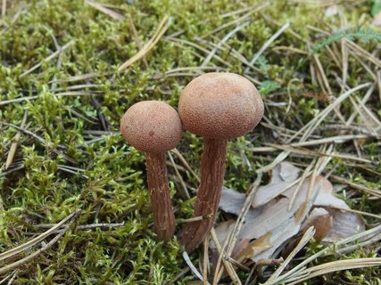 Laccaria bicolor