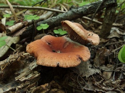 Lactarius camphoratus