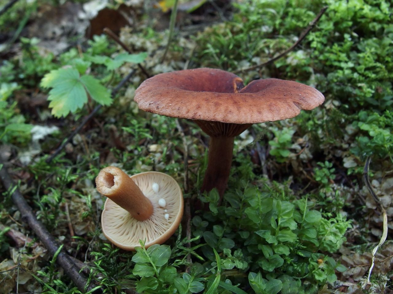 Lactarius camphoratus