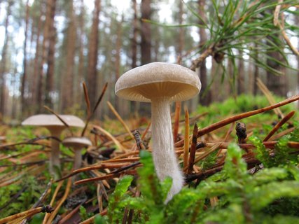 Clitocybe vibecina