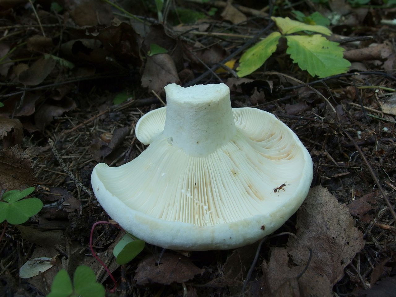 Lactarius vellereus