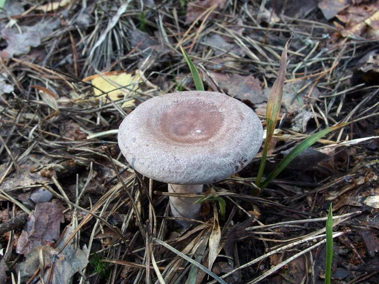 Lactarius vietus