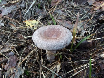 Lactarius vietus