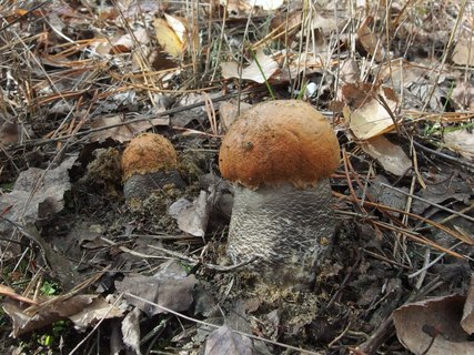 Leccinum versipelle