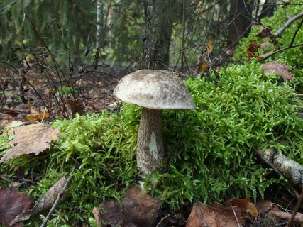 Leccinum variicolor