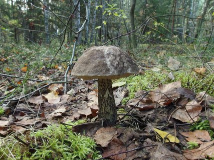 Leccinum variicolor