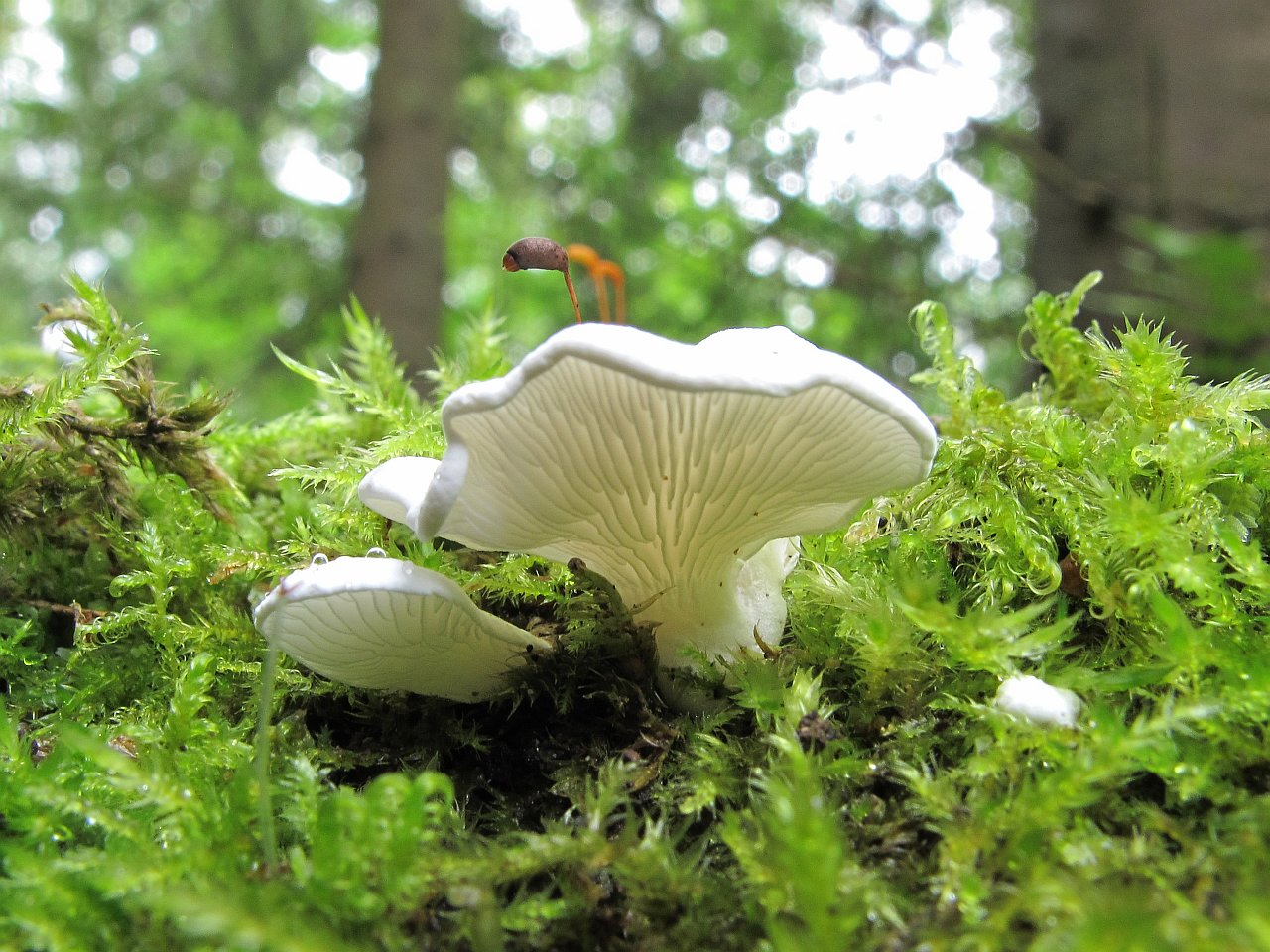 Cheimonophyllum candidissimum