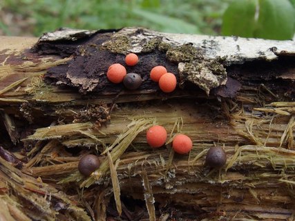 Lycogala epidendrum