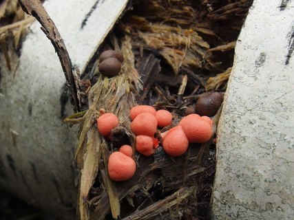 Lycogala epidendrum