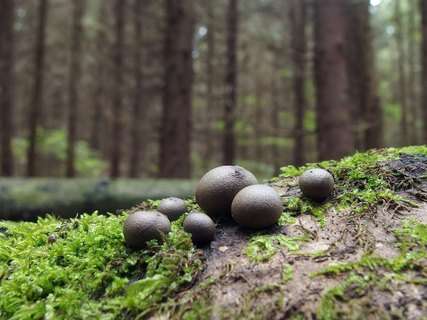 Lycogala epidendrum