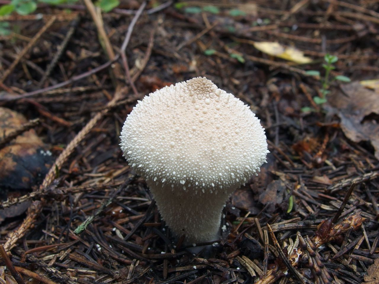 Lycoperdon perlatum