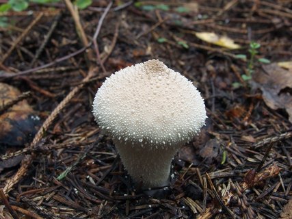 Lycoperdon perlatum