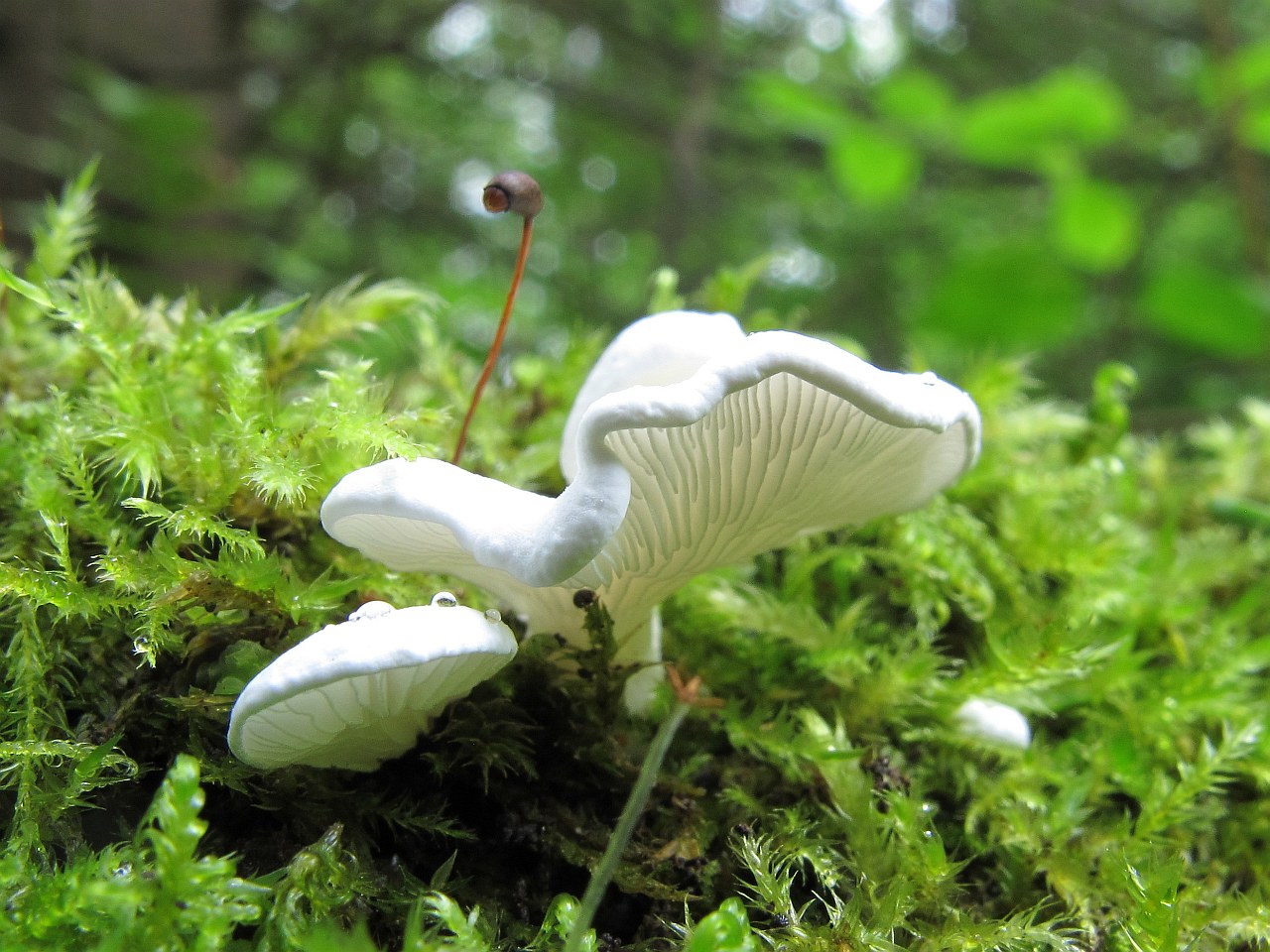 Cheimonophyllum candidissimum