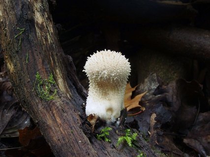 Lycoperdon perlatum