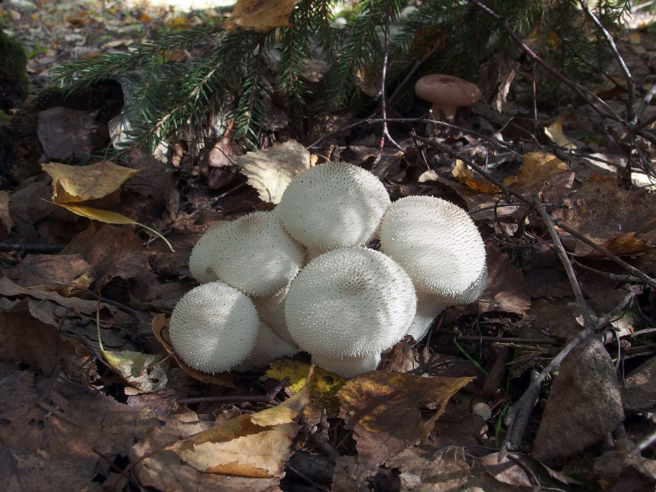 Lycoperdon perlatum