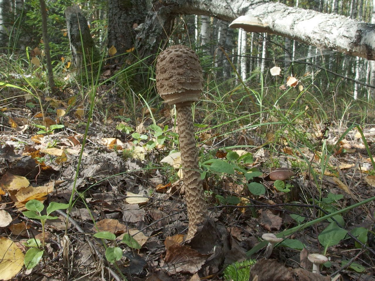 Macrolepiota procera