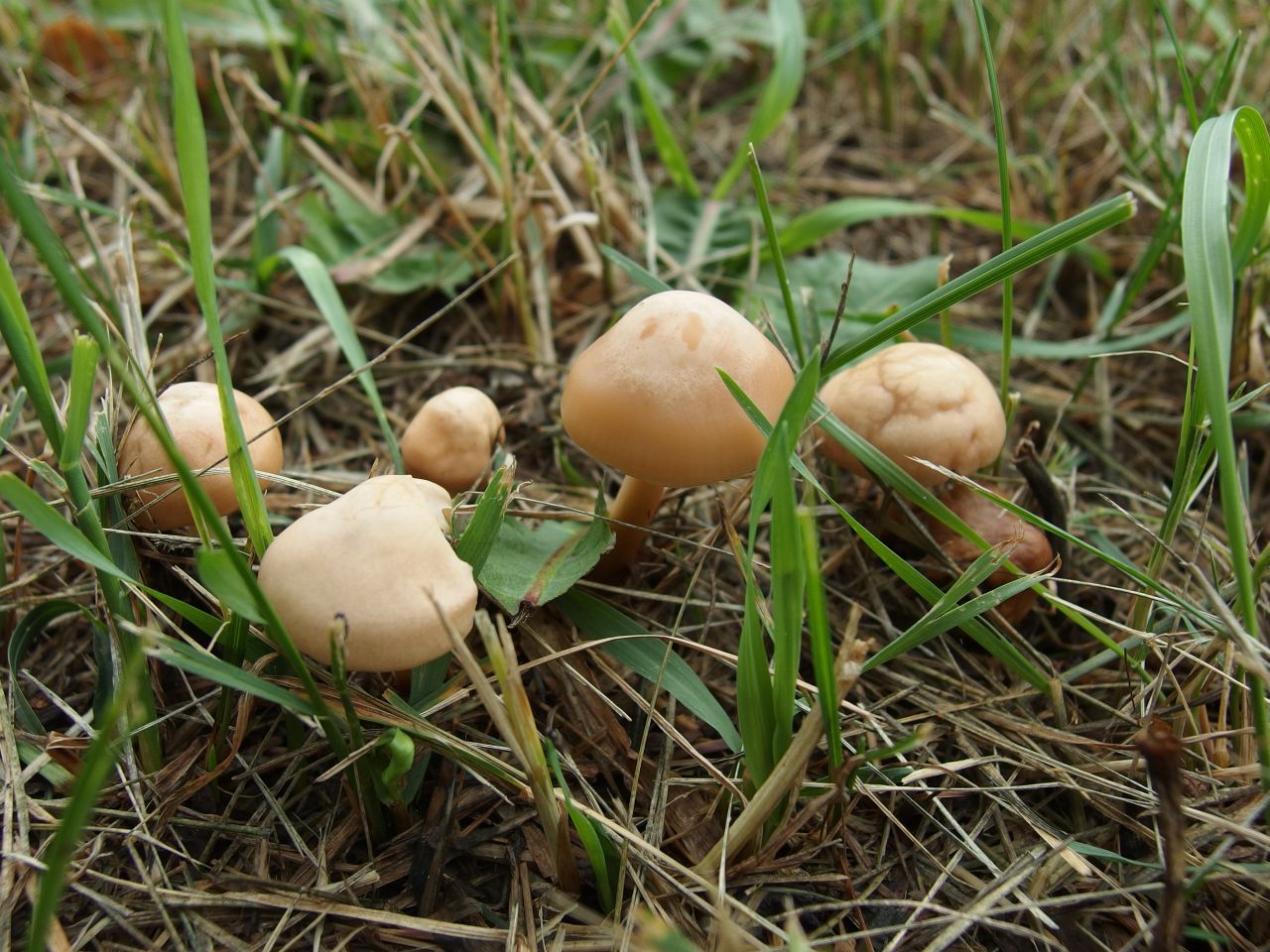 Marasmius oreades