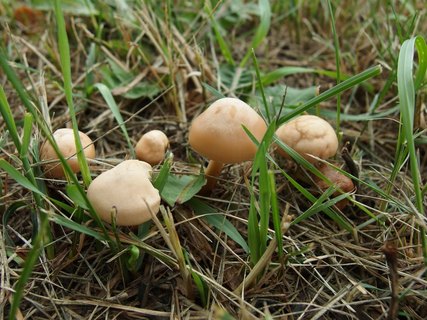 Marasmius oreades