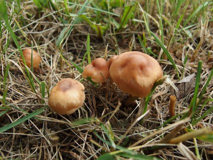 Marasmius oreades