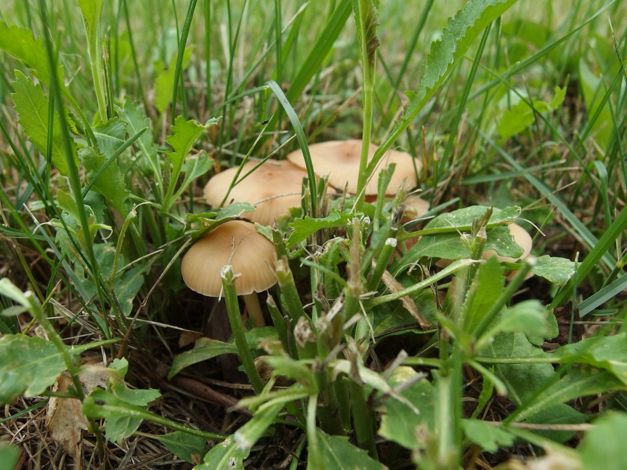 Marasmius oreades
