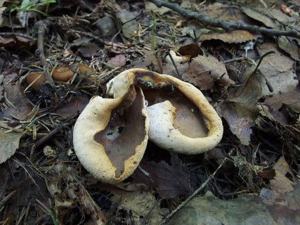 Otidea onotica