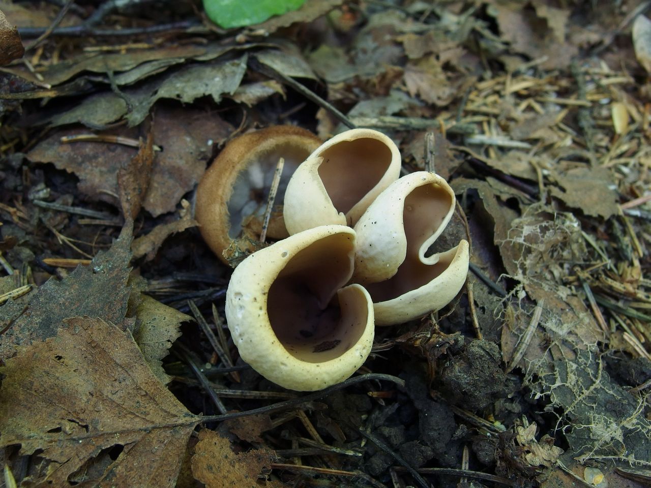 Otidea onotica