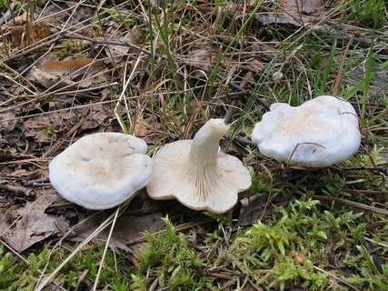 Clitopilus prunulus