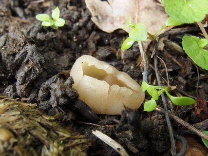 Peziza vesiculosa