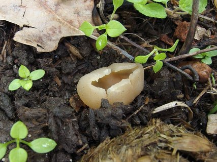 Peziza vesiculosa