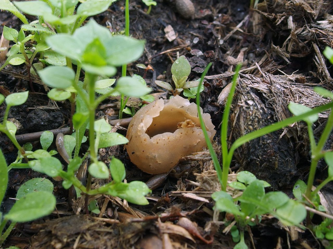 Peziza vesiculosa