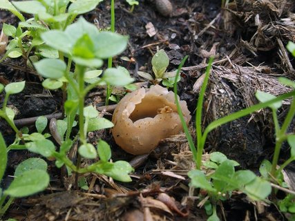 Peziza vesiculosa