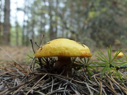 Suillus grevillei