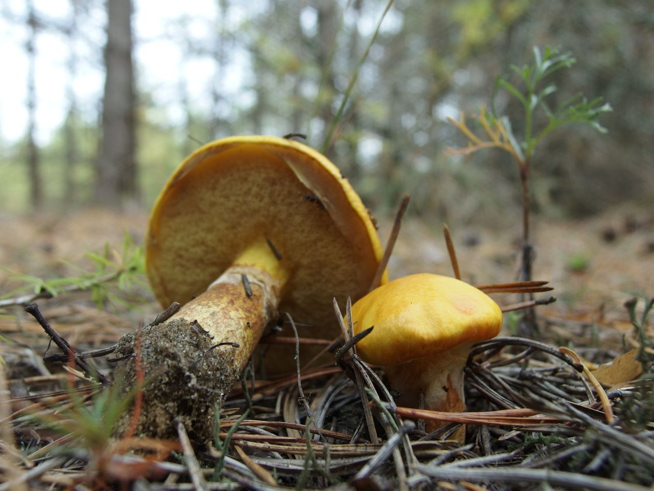 Suillus grevillei