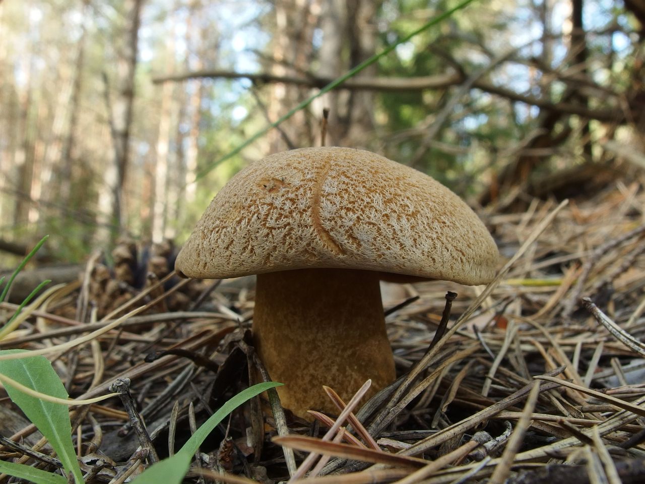 Suillus variegatus